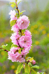 Branch of sakura (Japanese cherry) with lush pink flowers on a blurred background. Sakura blossoms