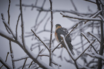 Eurasian Sparrowhawk (Accipiter nisus) on a branch.