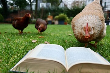 Huhn ließt im Buch © JH