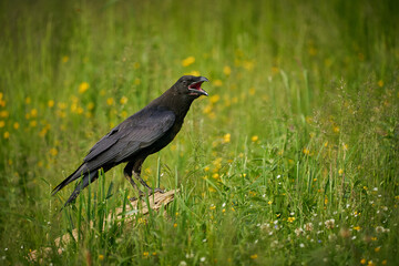 Birds - Raven (Corvus corax) perched on a branch