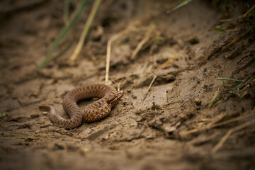 The common adder (Vipera berus) on the ground.