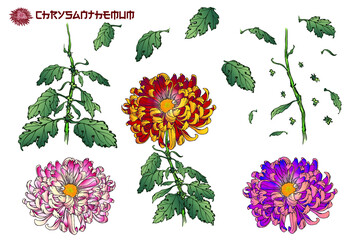 Chrysanthemum. Title written in japanese style font. Vector set of chrysanthemum illustration with leaves,stems and flowers in different colors. Hand drawn Japanese and modern tattoo style design.