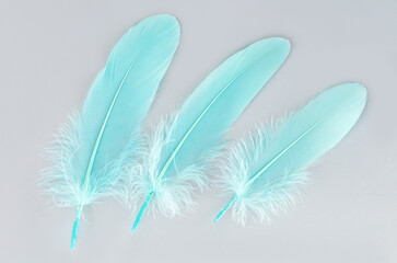 Light turquoise emerald green feathers on gray background
