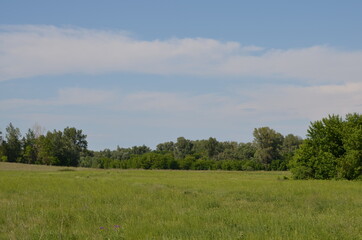 landscape with trees and sky