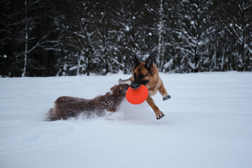Aussie red tricolor. Sports with dogs. German Shepherd running through snow against winter forest with flying saucer in teeth and Australian Shepherd puppy is also trying to catch up with.