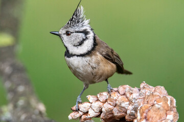 Fototapeta premium Cincia dal ciuffo