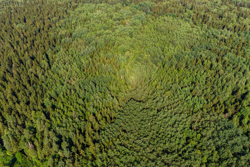 Aerial view in flight on green coniferous forest