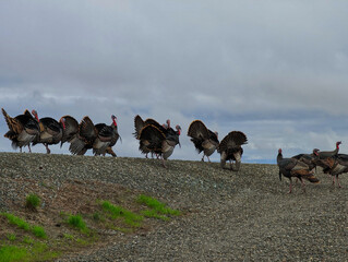 Flock of turkeys on a rocky levee 