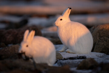 Arctic hare sits by another at sunset © Nick Dale