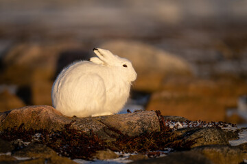 Obraz premium Arctic hare on rocky tundra in profile