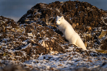 Fototapeta premium Arctic fox climbs rocky tundra on shoreline
