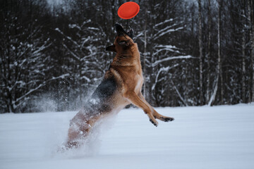 Sports with dog outside. Flying saucer toy. Black and red German Shepherd jumps in snow against...