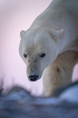 Naklejka na ściany i meble Close-up of polar bear with snowy muzzle