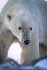 Obraz na płótnie Canvas Close-up of polar bear on rocky tundra