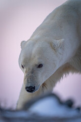 Obraz na płótnie Canvas Close-up of polar bear with snowy snout