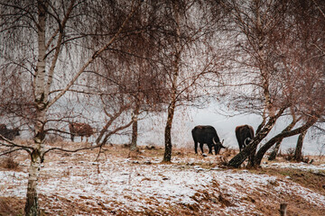 Bulls on a field during winter time in Apuseni Mountains, Romania