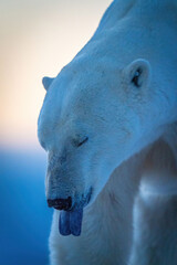 Obraz na płótnie Canvas Close-up of polar bear with tongue out