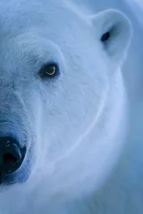 Zelfklevend Fotobehang Close-up of half of polar bear face © Nick Dale