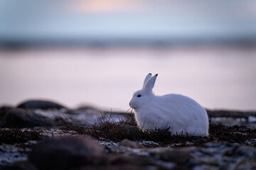 Arctic hare feeds on plants on tundra