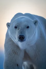 Schilderijen op glas Close-up of polar bear looking at camera © Nick Dale