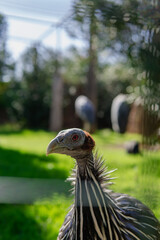 A ostrich portrait in a park, nature beatiful day