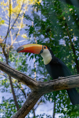 Toucan bird sitting in a tree in a jungle