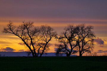 Silhouette of trees at sunset with orange clouds 