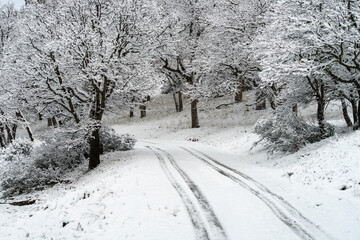 Snow Covered Road