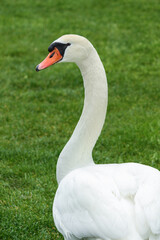 Portrait of a white mute swan, Cygnus olor