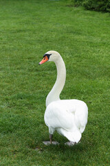 Portrait of a white mute swan, Cygnus olor