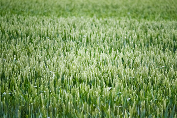 Green wheat field background