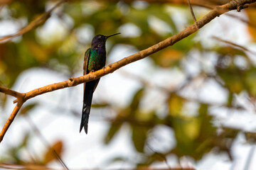 The swallow-tailed hummingbird perched on a branch of a tree in the forest. Species Eupetomena macroura also know the Beija-flor Tesosura. Birdwatching. Animal World. Birding.