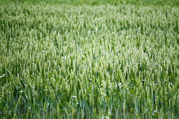 Green wheat field background