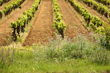 Fototapeta na wymiar Vineyards in the south of France, Europe