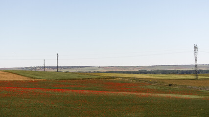 Power lines in a poppy field, southern France