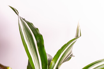 Palm leaves on white background