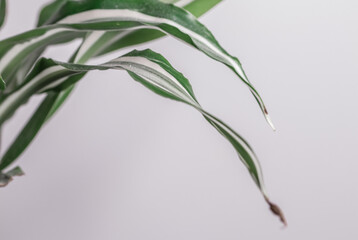Palm leaves on white background