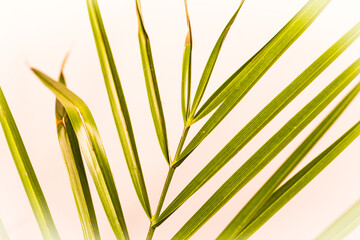Palm leaf on white background