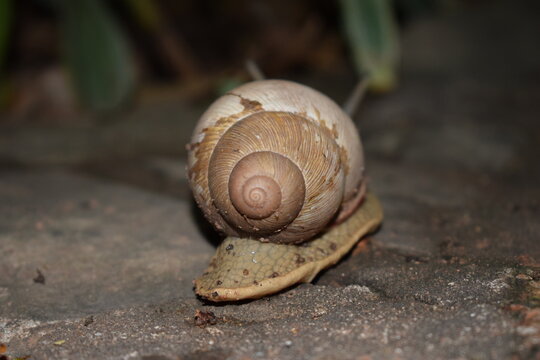 spiral phi number patron in a snail sheell backside
