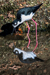 Black-necked Stilt (Himantopus mexicanus) Searching for Food