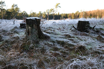 Abges&auml;gte Baumst&auml;mme stehen im Winter auf einer Waldlichtung
