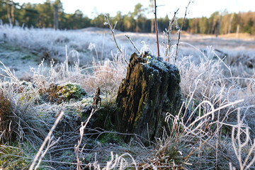 Abges&auml;gte Baumst&auml;mme stehen im Winter auf einer Waldlichtung