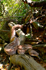  Madagascar tree boa // Madagaskar-Hundskopfboa (Sanzinia madagascariensis) - Nosy Be (Madagascar)