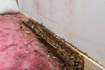 Wall baseboard damaged by termites and water
