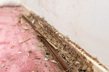 Wall baseboard damaged by termites and water, selective focus.