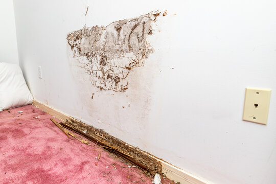 Termite and water damage on wall and baseboard of home