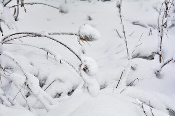 Wild teasel in  winter with snow