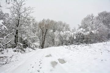 Winter landscape with a lot of snow and  trees