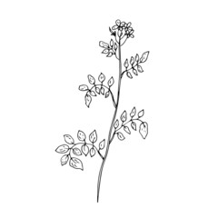 Wild, medicinal herbs, weeds. Vector illustration. Linear drawing.