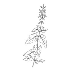 Wild, medicinal herbs, weeds. Vector illustration. Linear drawing.